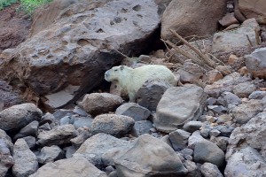 A capybara blending with the rocks. Almost missed them.
