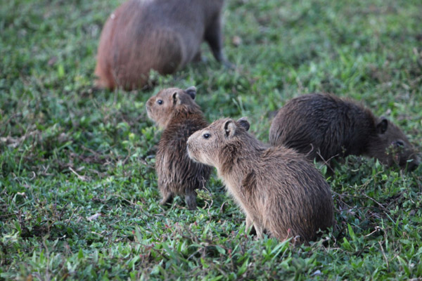 Capybaras: The Worlds Largest Rodents - South America Drive