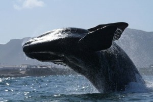 A-Southern-Right-Whale-at-Hermanus-by-Ken-Moore-on-Dreamstime.com_[1]